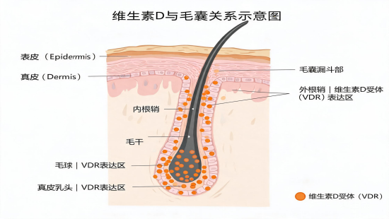 维生素D缺乏与脱发：证据链分析